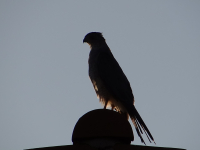 Twilight Falcon